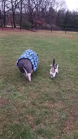 Homer bestie #bes #rou #minipigsoftiktok #minipigs #minipigoftiktok #minipizza #kittyumbs #potbellypig #potbelly #potbellypigsoftiktok #petroutines #wakko #petbestfriend #petbestie #lif #lifeskills 