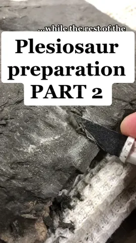 Replying to @amelle____ this is still just the beginning. Preparation of this block of Plesiosaur vertebrae (and a few other bones peeking out) might get us closer to an exact ID of this animal, found where plesiosaurs are very rare. Also- the rest of the skeleton is very likely in place still. Time and several strenuous digs will tell 🤞 #paleontology #fossilprep #fossilhunting #geology #Science #discovery 