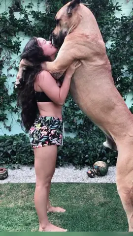 #tiktok #animetiktok #PetsOfTikTok #bigdog #dogsoftiktok #foryou 