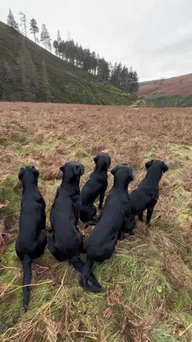 Great day out with the team. Time for Luna to shine 👍 #gundog #bonnyscotland #dogandfield #labrador #workingdog #dogsofttiktok #DogTraining #fyp #viral #drivenshooting #views #stoneycreek @dog_and_field 