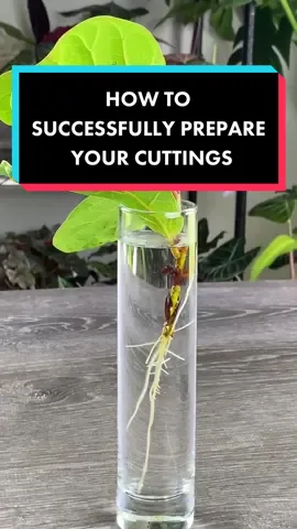 It can be frustrating when you go through the trouble of attempting to propagate a cutting and aren’t successful. Here are a few simple steps, that if you follow, will increase your chances of success.  If you enjoyed or it helped you please Follow for more related content.   #stempropagation #propagation #houseplantpropagation #propagationsuccess #propagatingplants #plantpropagation #zzplantpropagation #zamioculcas #zamioculcaszamiifia #zzplantgrowth #zzplant #zzplants #fiddleleaffig #plantcarettip