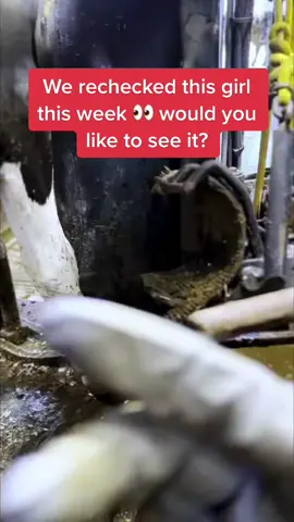Crazy half healed sole ulcer this 🤯 #cows #farm #farmer #farmlife #reels #tiktok 