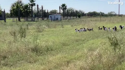 These adorable baby goats were hungry and excited to see mom! 😍🐐🍼 . . . #viralhog #goats #family #adorable