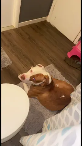 #dogmom #dogmomlife #dogtiktok #doglover #dogs #pitbull #ilovedogs #clingydogs #fyp #foryou 