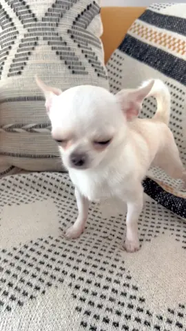 Meet Moti our Applehead teacup chihuahua  #teacupdog #teacupchihuahua #teacuppuppies #chihuahua 