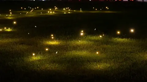 The fireflies at night seem to be dancing elves #scenery #fireflies #beautiful #fyp 