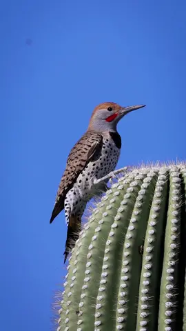 ♥️ Gilded Flicker ♥️ #gildedflicker #northernflicker #woodpecker #cactus #saguaro #saguarocactus #cutebird #birdvideo #wildlifevideo #birding #ornithology #audobonsociety #cornellbirds #birdsoftiktok #birdoftiktok #birdlovers @natgeo @animalplanet @cornelllabbirdcams @bbcearth @discovery @forrestgalante @hbo @canonusa 