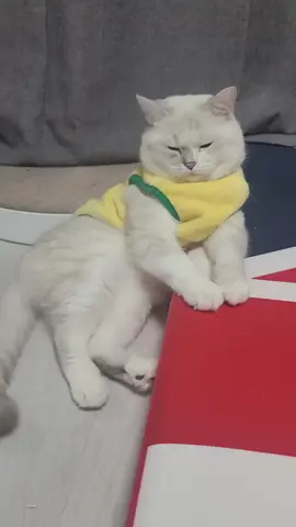 เบี้ยน้อยหอยน้อย 🤭 #ทาสแมวก็งี้เเหละ  #พิดโลก 