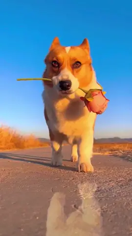 Have you ever sent roses to your liver?🌷👩‍❤️‍💋‍👩#dog🐕 #lovely #bigdog 🐕