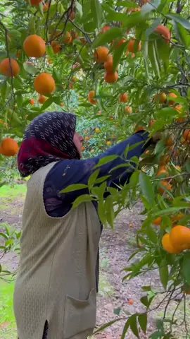 🍊Türkiye’nin en hoş, en lezzetli  portakal ve mandalinalarının yetiştiği Bucak Köyü. Kozan ilçemize 20 km uzaklıkta. Meşhur King Mandalin, Waashington portakalı buradan tüm ülkeye ve ülke dışına dağıtılır. Bucak Portakalı, Bucak Mandalinası bol suludur, tadına doyulmaz.  Köyün her yeri yemyeşil Narenciye ağaçlarıyla süslü. Köyde dolaşırken kokudan başınız döner. Bucak’ta mutlaka ziyaret edilmesi gereken yerlerden biri de Sumbas Çayı’nın yanındaki Cennet Vadisi doğal güzelliğiyle görülmeye değerdir.  Bucak köyünü kışın başında ve nisanda narenciye ağaçlarının çiçek açma dönemlerinde ziyaret ederseniz dünyanın en doğal ve en güzel kokusunu duyumsayabilirsiniz. 😍 #Adana #Bucak #Mandalina #Portakal 