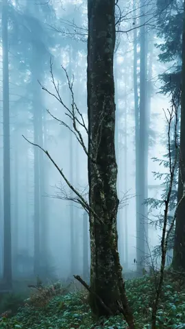 Unbeschreiblich • Ich liebe ja den Nebel! Ab und zu wenn er so dicht im Wald sitzt, muss ich kurz Inne halten und einfach die Ruhe und die Atmosphere geniessen! Als wäre man in einer anderen Welt.  #mood #forest #fog #nature #winter #nebel #wald #trees #Outdoors #atmosphere #stimmung #landscape #woodland #forestlover 