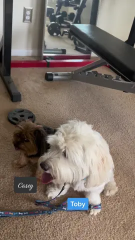 Say hi to Casey & Toby 👋🏼 #fyp #petlover #dog #dogvideos 