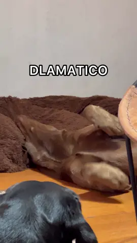 Dlamático! 😂 #AnimaisNoTikTok #cachorro #dogs #copadomundo #brasil 