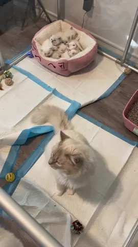 I guess Casper wants to spend more time with his babies 