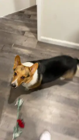 Happy Friday from Wes & I! #fyp #foryoupage #corgi #corgisoftiktok #corgipuppy #corgis #corgination #corgilove #corgilife #happy #happyhappyhappy #happyfriday #friday #tgif #tgifridays #tgifholiday #sandiego #sandiegolife #sandiegodog #sandiegodogs 