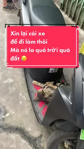 Gọi dậy xin cái xe để đi làm thôi mắc gì mài la zữ zạy 😒 #fyp #tiktok2022 #kittensoftiktok #cat #meo 