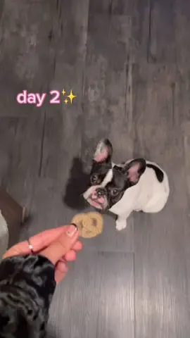 Quinn approved✨🎁 #adventcalendar #puppy #frenchie #fyp #holiday #holidaycountdown #holidaytiktok 