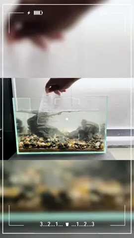 Simple fish tank landscaping for new aquarium hobbyists #DIY #diycraft #landscaping #aquascape #fishtank #aquariumhobby #fish #petlover #aquarium #aquario #glasstank #handmade #fyp