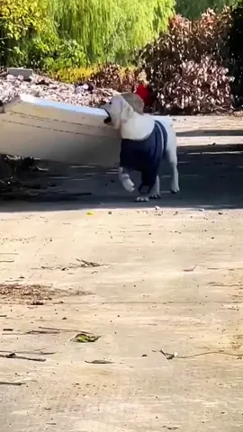 🥺poor baby #dogsoftiktok #doggo #labrador #doglife #fypage  #greenscreenvideo 