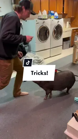 Bo knows how to sit 🥲 melt my heart. #funnyfarm #dailytok #pigtok #housepig #pigsoftiktok #pigsaspets #pigtricks 