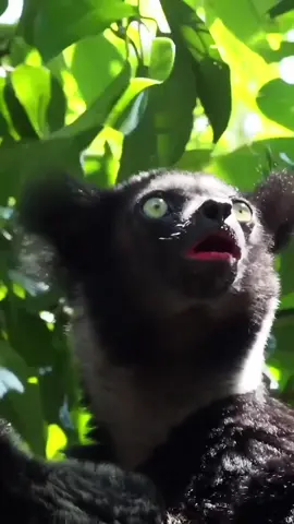 Turn your volume up!!! . Indris are amazing to watch when they start calling. Great photography, great for videos and amazing experience. Need to make a play to get back to Madagascar. Whose keen? Oh... try plying this loud to your dog and watch their reaction! #WildEyeSA #Madagascar #Lemur #Indri #Sound #Volume #Travel #PhotoTour #WildlifePhotography #WildlifeVideo #Reels #ContentCreator 