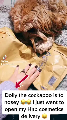 Dolly the cockapoo will not let me get my #hnbcosmetics #trigwellcosmetics #brushcandy orders opened #cockapoo #cockapoosoftiktoks #dog #dogsoftiktok #tiktokshop #makeup #beauty #unboxing #tiktokviral #settingpowder #powderpuff #concealer #foundation #hnbcosmeticsconcealer #foundation #foryoupage #fypシ #fypdongggggggg #fy #makeuplover 
