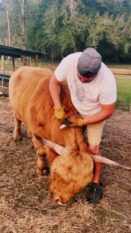 We have raised our cows since they were babies and the trust we have built is incredible. This is a bull acting like a teddy bear, loving the attention.#farmtok #farmlife #animaltherapy #farmgirl #scottishhighlandcow #fuzzycows 