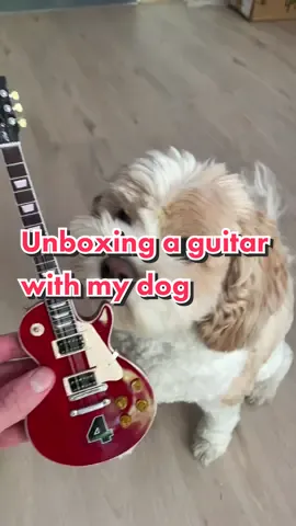 My dog seems to love #newgearday more than me! #gibson #gibsonlespaul #slash #gibsunday #cavoodle #dog #cutedog