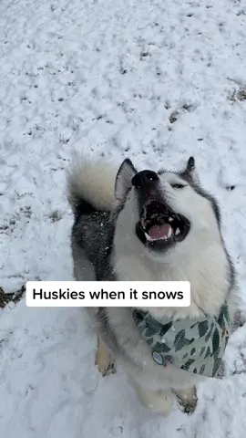 I love that shes just took the snow ball like this is mine 🤣 . . #husky #siberianhusky #snowdog #sleddogs #dogsinsnow #huskiesinsnow #huskiesoftiktok 