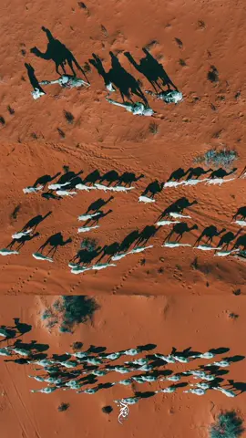 جمال رسم ضل الجمال على الرمل  من يحب الجمال و من لايحبه ؟؟؟؟  #جمل #جمال #بل #عطايا_الله #camel #saud #saudi #arab #desert #نفود #حائل #مصورين_حايل #الرمله #الصحراء #يزهى_بك #fypシ #dji #mavic 