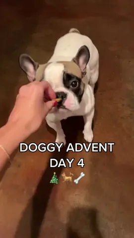 what trick should she do next?? #dogadventcalendar 
