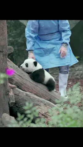 I wish my Christmas gift is a baby panda.🤔#panda #pandaexpress #pandapuppy #pandasoftiktok #cute #cuteanimals #fyp #foryou 