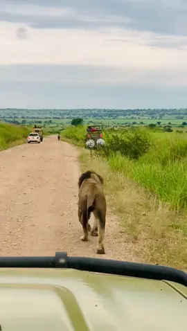 #qatar2022 #adventure #roadtrip #tourists #queenelizabethnationalpark #wildlife #uganda #cocacola 
