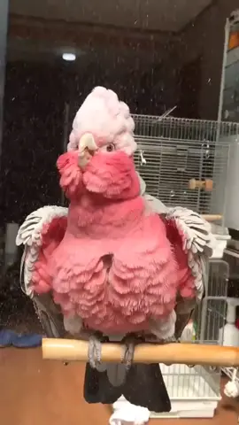 Burung parrot pink, cockatoo, kakak tua pink #parrot #burung #pink  #burungpeliharaan #cockatoo #cockatoolife #burungkakaktua #burungparrot #binatangunik #hewanunik #birdlovers #birdlover #binatangpeliharaan #binatang #binatanglucu #hewanpeliharaan #hewanlucu #hewan #birds #bird #burunglucu #burungpintar #burungpintarngomong 