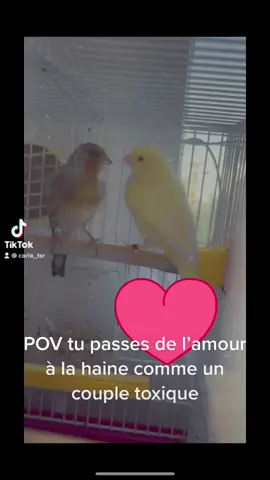 #annimaux #canarie #oiseau #oiseaux 