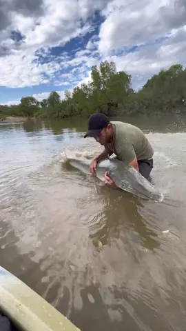 Hoping this video reaches the tiny percentage of the populous that actually cares about its native species and healthy waterways. #alligatorgar #fishing #catchandrelease #fishtagging #catchandreleasefishing #nativespecies #keystonespecies #prehistoricfish #animaleducation #wildlifelover #animals #nature #explore #adventure #animalconservation #catchingdinosaurs 