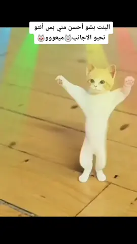 صعدوها ترند😻😂#تصميمي #اه_يلفضلي_ويا_ابها #قطط_كيوت #fyp #viral #capcut #لايكاتكم🔥 