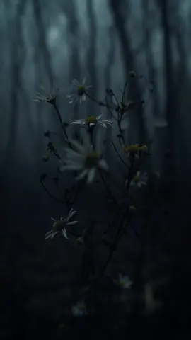 flowers in the middle of an empty winter forest... #darkaesthetic #dark #aesthetic #nature #natureaesthetic #naturevibes  #naturetiktok #flowers #moody #darkaesthetics 