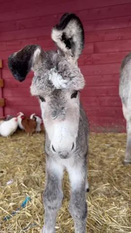 Margot, our livestock guardian donkey, had her baby on thanksgiving morning. We named him Turkey! 🦃 Margot is also very protective of the little thing. 🤠