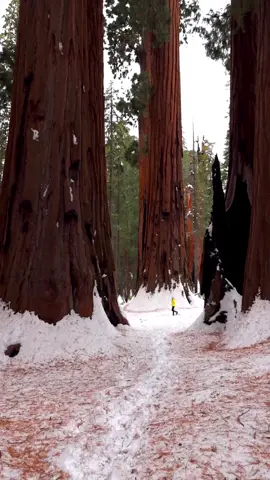 Finding the biggest trees in the world 🤯 One of our favorite places to visit in the winter is Sequoia National Park in California! 🤘🏼 Here are a few tips to help your visit 👇🏼 🌲 Bring Tire Chains - you can rent them in Fresno, BUT they often run out of rentals very frequently so we recommend buying them before coming! Check NPS website for all road conditions!  🌲Bring Snow Shoes - we highly recommend bringing your own for deep snow on trails that don’t get frequently used! We were going hip deep without our shoes 😂 Favorites are from @Retrospec  🤘🏼 🌲Congress Trail - want to avoid the crowds? We highly recommend hiking a bit further to the congress trail and checking out the Senate and the House for the biggest trees! 👀 Do you have Sequoia National Park on your bucket list? 🧐 #visitcalifornia #sequoianationalpark #nationalpark #californiaroadtrip #californiaadventure