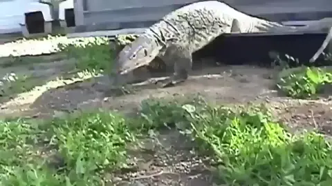 pues asi es la naturaleza #pollo #viral #tendencia #komodo #dragon #peru