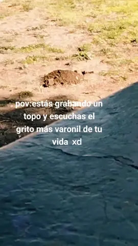 el topo se les quedó viendo mientras se iban jajaja #tiktok #susto #topo 