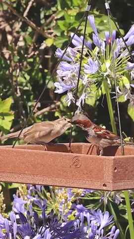 Sweet feeding time #bird #birdsoftiktok #birdsofprey #birdslove #wildlife #wildlifephotography