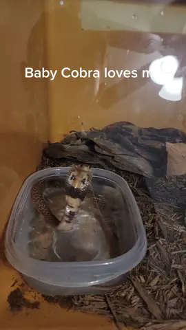 Baby cobra is mimicking me. I am a trained professional. He is behind glass and I am in no danger. #fakesnake #cobra #venomoussnakes #babysnake #cuteanimals #reptiles #snake #naja #zookeeper #trainedprofessional 