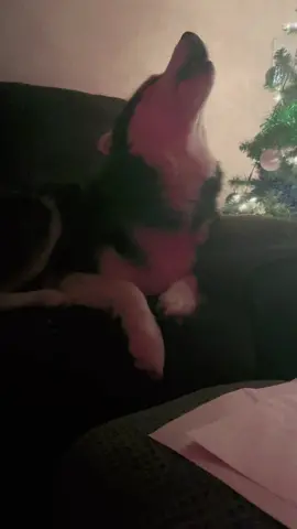 That little “hmmmph” at the end. 🥰  #haikuthehusky #fyp #viral #husky #dog 