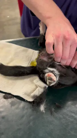 Prepping for a dog spay.  We shave, vacuum, express the bladder (easier to perform surgery without it in the way), collect vitals during anesthesia (as well pre and post) and head to surgery suite for final prep. #tiktokvet #dog #surgeryprep #spay #HuluChippendalesDance 