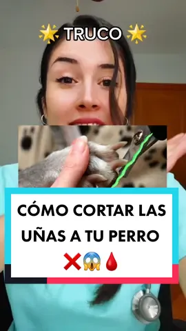 CÓMO HACERLO (🌟TRUCO!) Y QUÉ HACER SI SANGRA 😱🩸 Ésta es la manera para cortar las uñas a tu perro de manera fácil y segura, evitando dolor y sangrado. Pero en caso de te pases y sangre, lo primero es mantener la calma y aplicar alguno de estos remedios 🐶❤ #cortaruñasperros #uñasperro #comosehace #sinsangre #sindolor #veterinaria #cuidadomascotas #dogtips #veterinariosdetiktok 