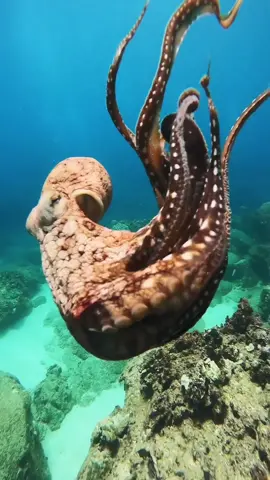 ⁣Octopuses have an excellent sense of touch, according to the World Animal Foundation. Their suckers have receptors that enable an octopus to taste what it is touching.⁣ ⁣ A bulbous sack-like body, or mantle, is perched on top of an octopus’ head. The only hard part of their bodies is a sharp, parrot-like beak that is on the underside, where the arms converge. Octopuses have powerful jaws and venomous saliva, according to National Geographic.