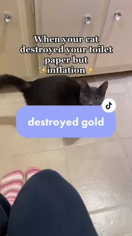 He destroyed GOLD 🧻💸💸 #kitten #kittensoftiktok #cat #catsoftiktok #cattok #catbehavior 