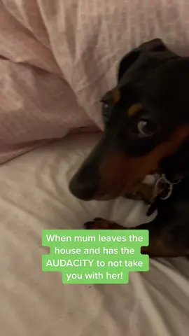 Home Alone #miniaturedachshund #sausagedog #dogsoftiktoks #dogmum #homealone #trending #fyp #foryoupage #viral #fypシ 